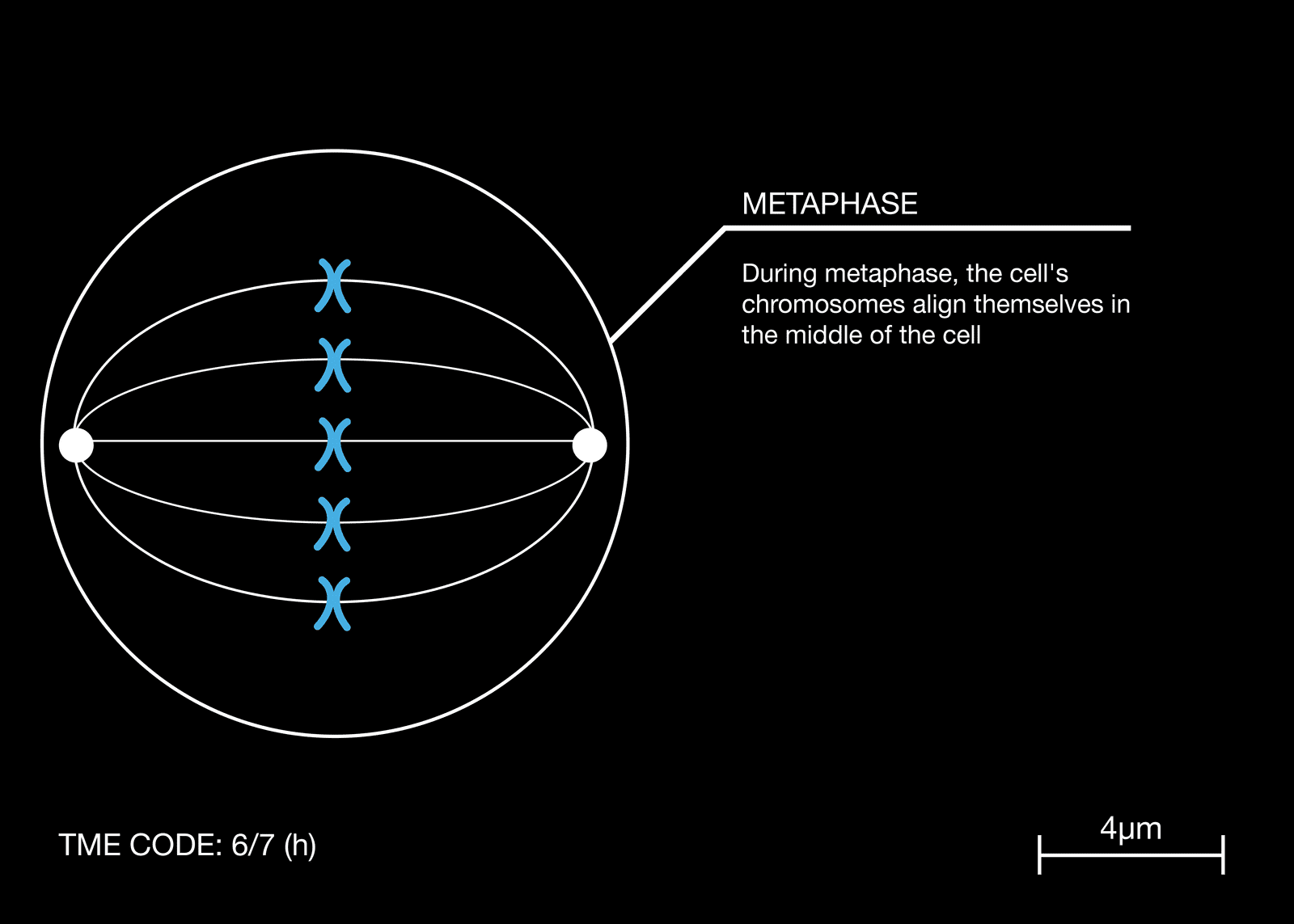 dettaglio con cellule e descrizione della fase della metafase sulla divisione cellulare